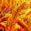 пшеница, кукуруза, овес, ячмень. РОЗНИЦА в Москве и Московской области 3