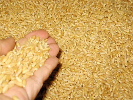 пшеница в Балашихе
