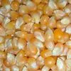 семена яровой Кукурузы в Балашихе