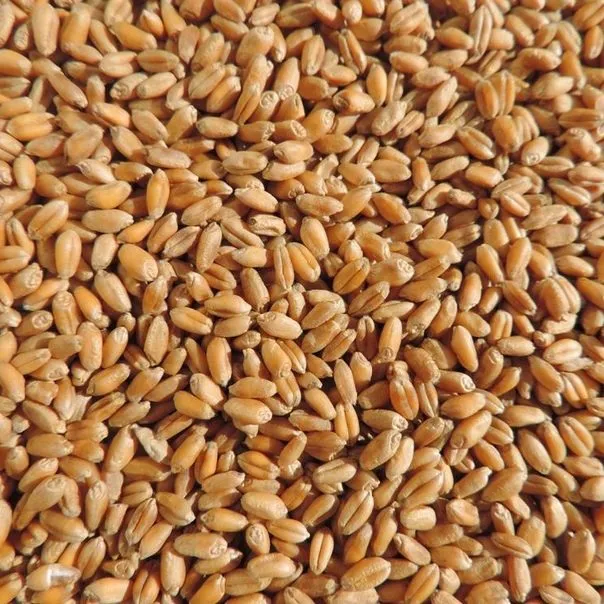 пшеница фуражная в Реутове