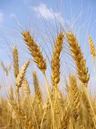 пшеница 3го класса в Сергиевом Посаде