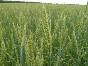 продаём семена пшеницы яровой твердой в Москве и Московской области