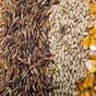 продаем пшеницу, овес, кукурузу, ячмень в Москве и Московской области
