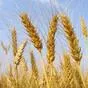 пшеница 3 клас в Павловском Посаде