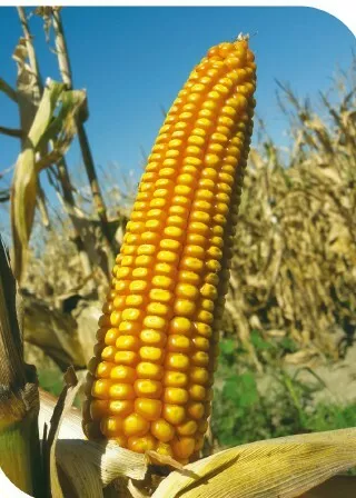 фотография продукта Гибриды кукурузы селекции отбор