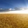  Семена Оз.пшеницы, Ячменя, Тритикале в Москве и Московской области