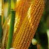 семена кукурузы, семена нута в Москве и Московской области