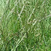 семена злаковых трав в Зарайске