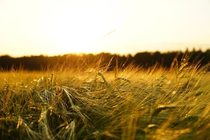 В Подмосковье под пшеницу отвели часть из 25 тысяч га возвращенных в оборот сельхозземель
