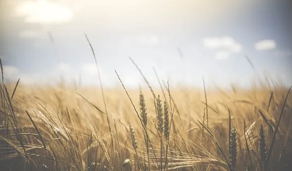 Московская область признана российским лидером в селекции озимой пшеницы