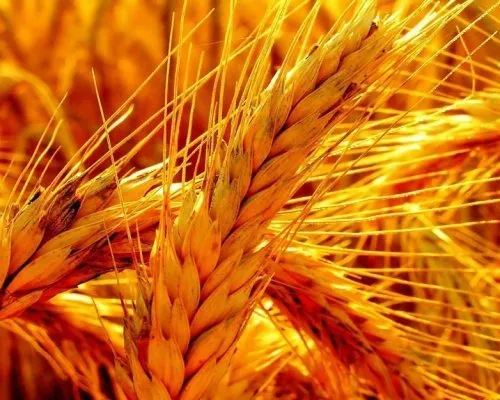 пшеница, кукуруза, овес, ячмень. РОЗНИЦА в Москве и Московской области 3