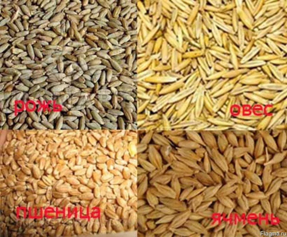 Зерна пшеницы и овса. Пшеница ячмень овес. Ячмень и овес. Ячмень от пшеницы. Зерна пшеницы ржи и овса.