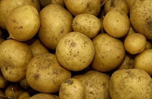 продаем качественный семенной картофель в Москве и Московской области