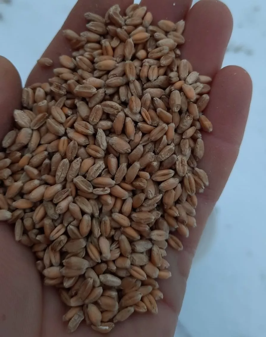 фотография продукта Пшеница
