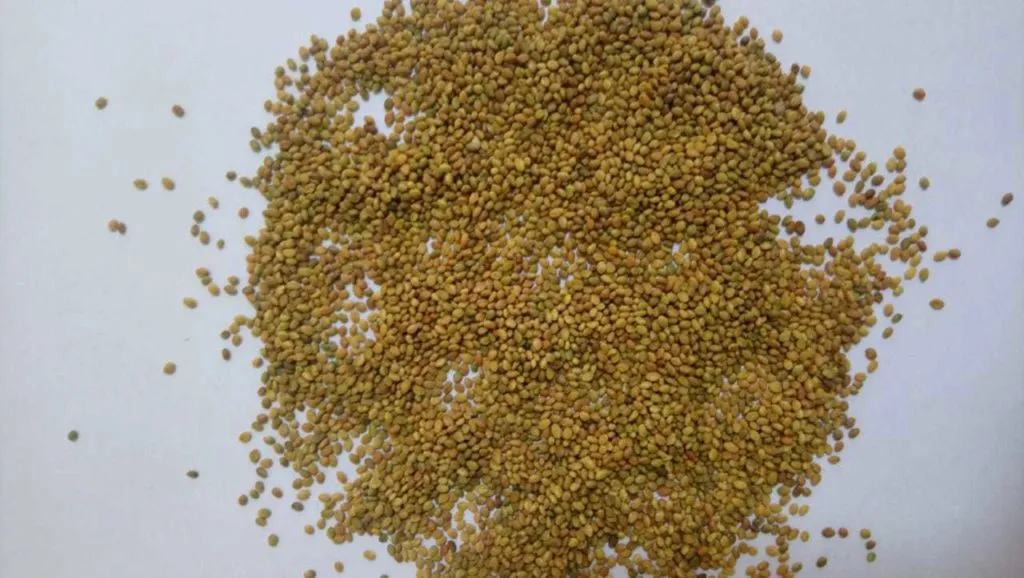 Вега-86 семена люцерны. Люцерна Вега 87. Семена люцерны фото. Скарифицировать семена люцерны. Люцерна семена на сотку