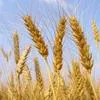 пшеница 3го класса в Сергиевом Посаде