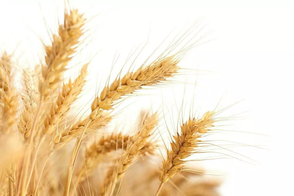 семена пшеницы яровой мягкой в Москве и Московской области