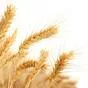 семена пшеницы яровой мягкой в Москве и Московской области