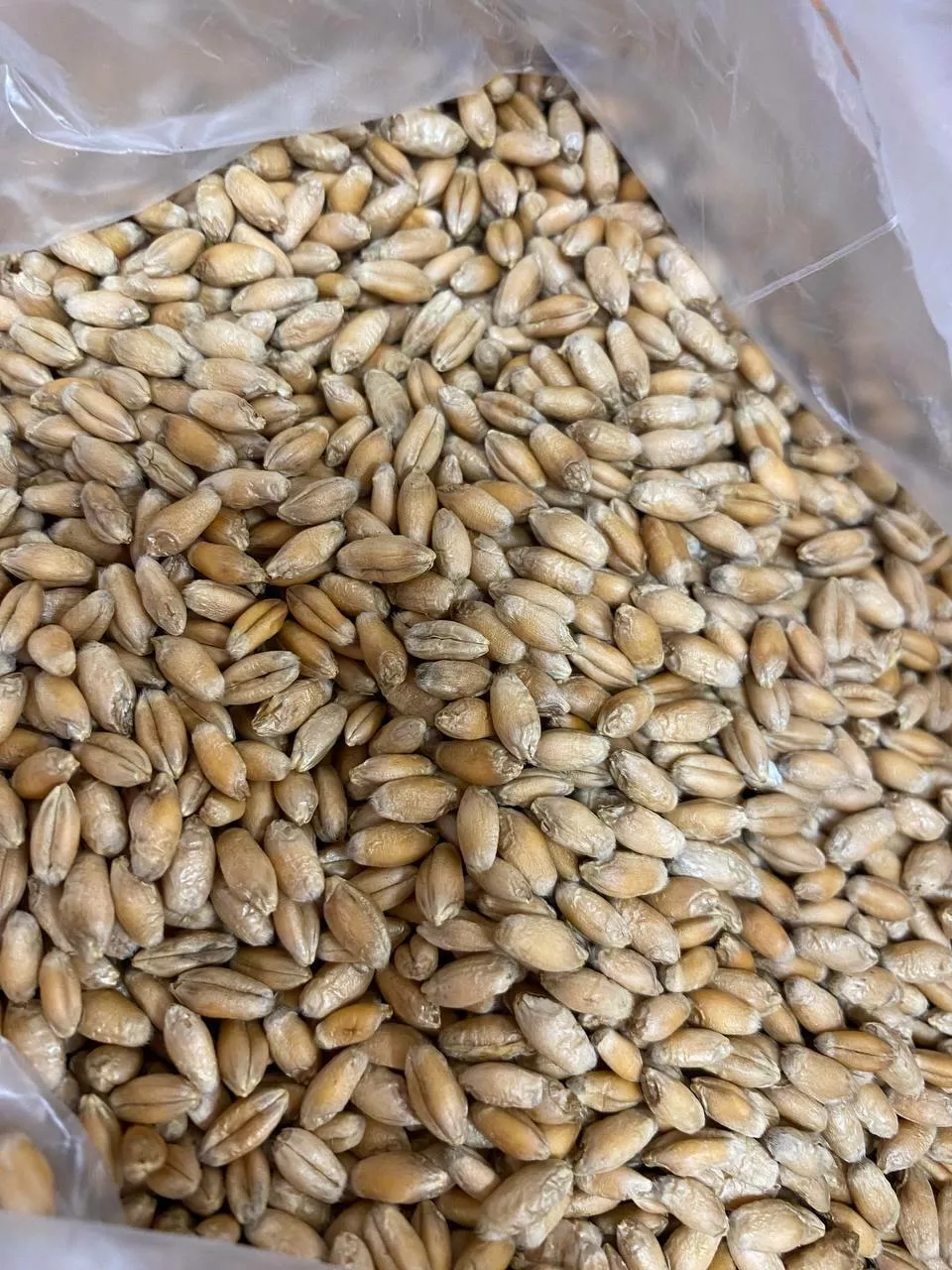 семена пшеницы злата  в Москве и Московской области