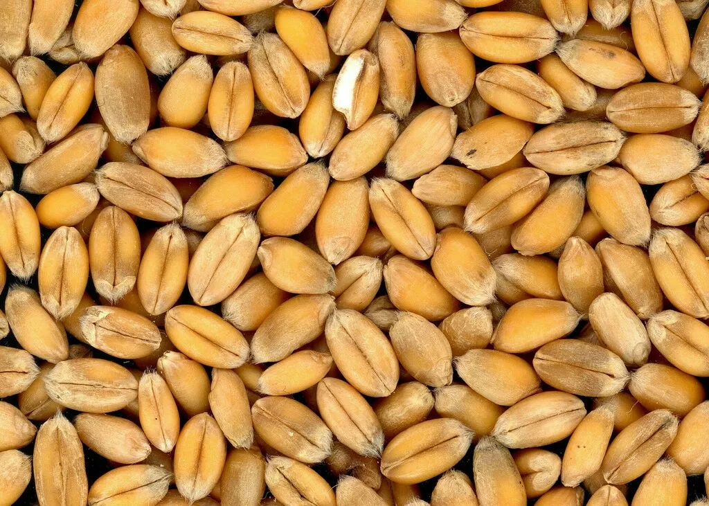 Фотография продукта Пшеницу на fob  новоросийск   cif 