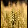 пшеница, ячмень, кукуруза в Москве и Московской области
