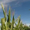 семена кукурузы  Росс199мв в Москве и Московской области