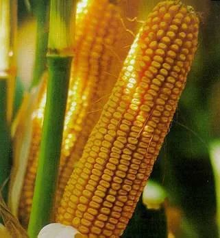 семена кукурузы, подсолнечника в Москве и Московской области